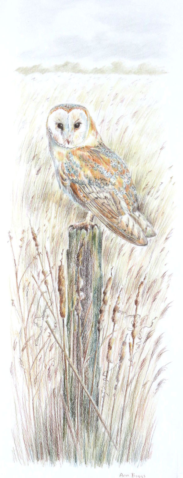 Barn Owl